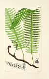 A century of ferns Pl.50