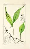 A century of ferns Pl.51