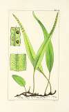 A century of ferns Pl.52