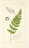 A century of ferns Pl.53