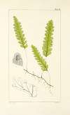 A century of ferns Pl.54