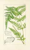 A century of ferns Pl.55