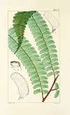 A century of ferns Pl.56