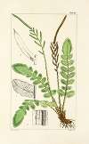 A century of ferns Pl.58