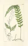 A century of ferns Pl.61