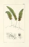 A century of ferns Pl.62