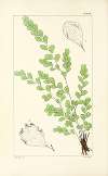 A century of ferns Pl.63