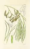 A century of ferns Pl.66