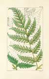 A century of ferns Pl.69