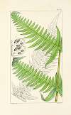 A century of ferns Pl.70
