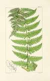 A century of ferns Pl.74