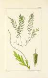 A century of ferns Pl.75