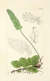 A century of ferns Pl.77