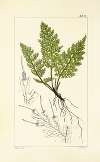 A century of ferns Pl.78