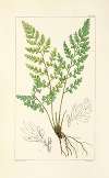 A century of ferns Pl.80