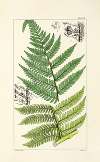 A century of ferns Pl.81
