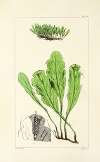 A century of ferns Pl.82