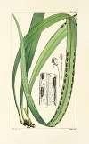 A century of ferns Pl.83