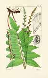 A century of ferns Pl.84