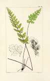 A century of ferns Pl.88