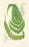 A century of ferns Pl.89