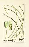 A century of ferns Pl.94