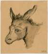 Head of a donkey