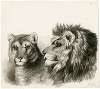 Head of a lion and lioness