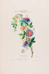 Flore d’Amérique, dessinée d’après nature sur les lieux Pl.015