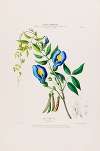 Flore d’Amérique, dessinée d’après nature sur les lieux Pl.022
