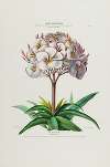 Flore d’Amérique, dessinée d’après nature sur les lieux Pl.041