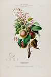 Flore d’Amérique, dessinée d’après nature sur les lieux Pl.073