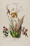 Flore d’Amérique, dessinée d’après nature sur les lieux Pl.074