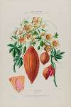 Flore d’Amérique, dessinée d’après nature sur les lieux Pl.076