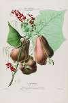 Flore d’Amérique, dessinée d’après nature sur les lieux Pl.086