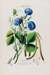 Flore d’Amérique, dessinée d’après nature sur les lieux Pl.087