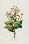 Flore d’Amérique, dessinée d’après nature sur les lieux Pl.091