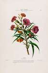 Flore d’Amérique, dessinée d’après nature sur les lieux Pl.093