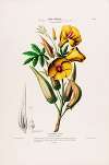 Flore d’Amérique, dessinée d’après nature sur les lieux Pl.099
