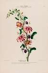 Flore d’Amérique, dessinée d’après nature sur les lieux Pl.139