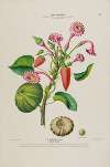 Flore d’Amérique, dessinée d’après nature sur les lieux Pl.143