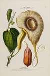 Flore d’Amérique, dessinée d’après nature sur les lieux Pl.150