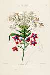 Flore d’Amérique, dessinée d’après nature sur les lieux Pl.152