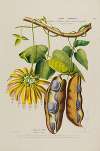 Flore d’Amérique, dessinée d’après nature sur les lieux Pl.190
