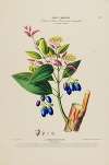 Flore d’Amérique, dessinée d’après nature sur les lieux Pl.191