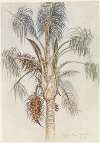 Krone einer Palme (Syagrus macrocarpa) in Juiz de Fora