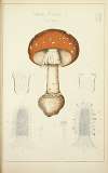Histoire naturelle des champignons Pl.02
