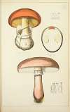 Histoire naturelle des champignons Pl.03