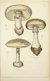 Histoire naturelle des champignons Pl.04
