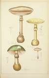 Histoire naturelle des champignons Pl.05